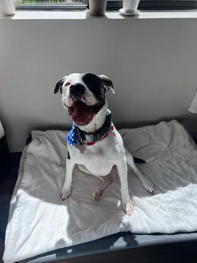 Customer photo of work by Comfy Home Dog Boarding, from Kayla Phillips's review