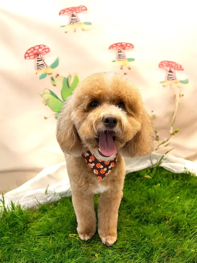 Zen Pet Grooming — photo from the business 2