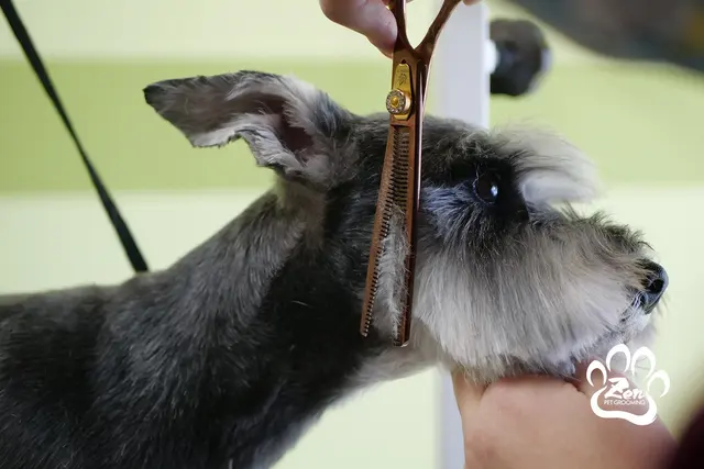 Zen Pet Grooming — photo from the business 1