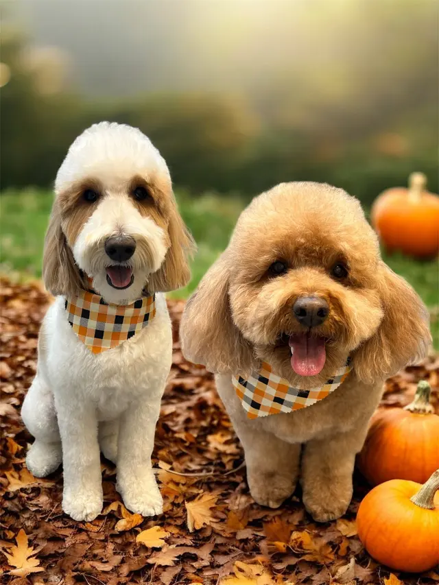 Zen Pet Grooming — photo from the business 7