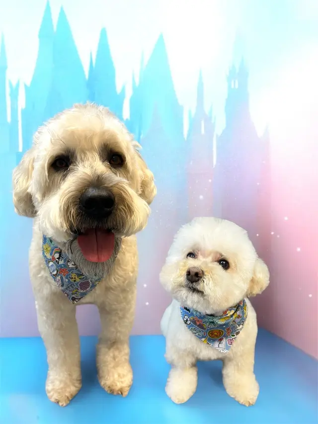 Zen Pet Grooming — photo from the business 6