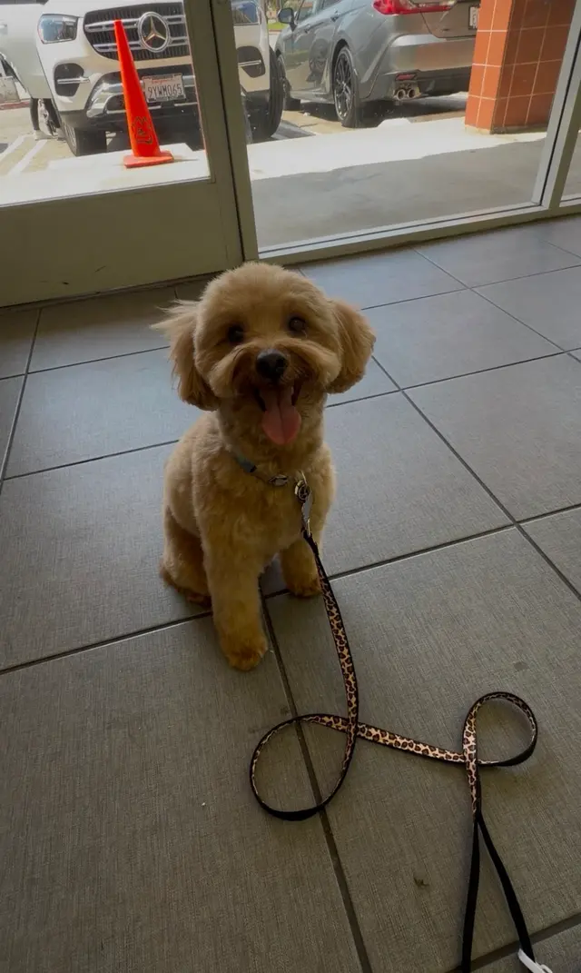 Customer photo of work by Zen Pet Grooming, from John Kalil's review
