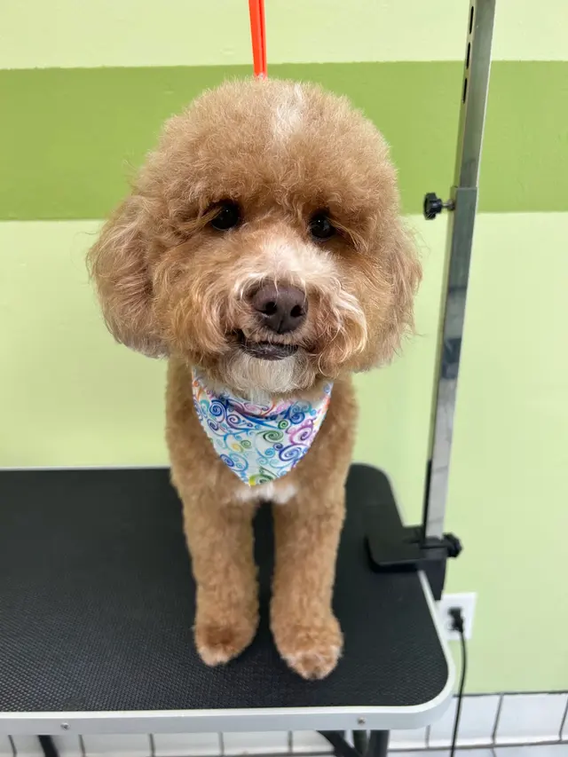 Zen Pet Grooming — photo from the business 10