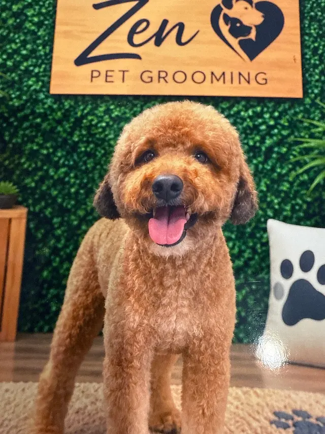Customer photo of work by Zen Pet Grooming, from Julie Ramos's review