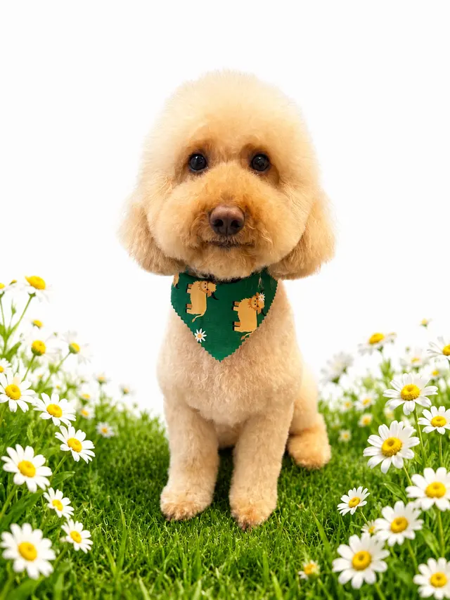 Zen Pet Grooming — photo from the business 9