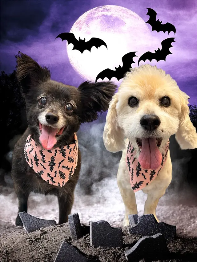 Zen Pet Grooming — photo from the business 11