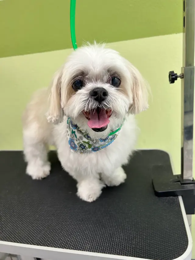 Zen Pet Grooming — photo from the business 8