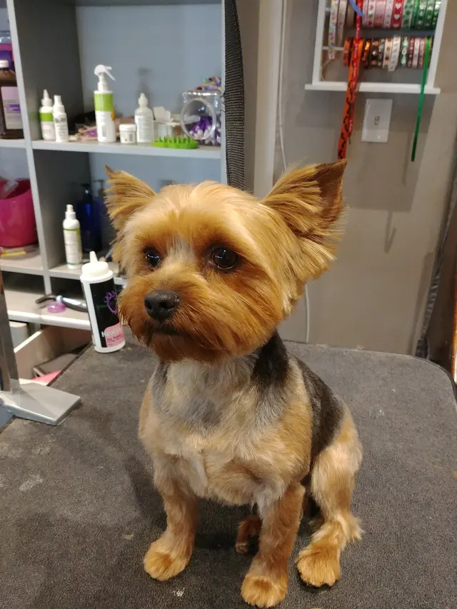 Pet Strands Grooming — photo from the business 1