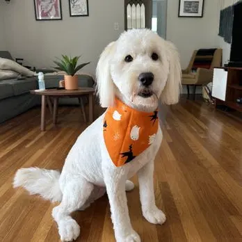 Pet Strands Grooming — customer photo 2
