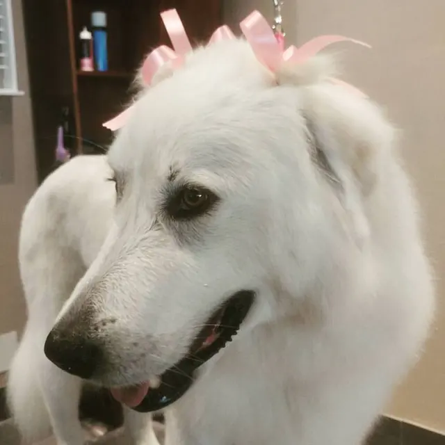 Pet Strands Grooming — photo from the business 6