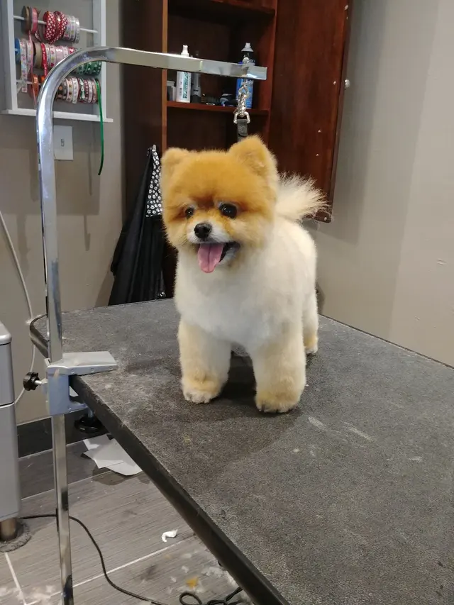 Pet Strands Grooming — photo from the business 3
