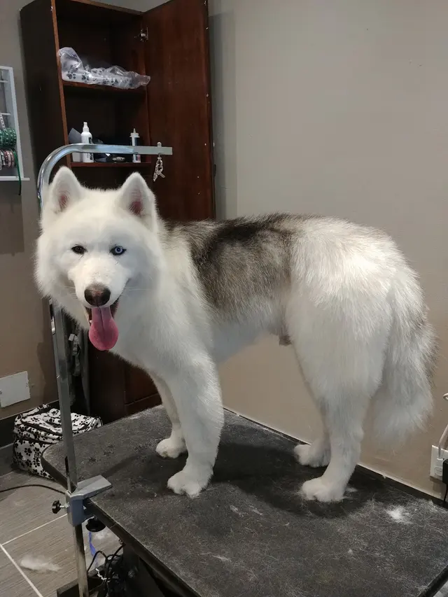 Pet Strands Grooming — photo from the business 5