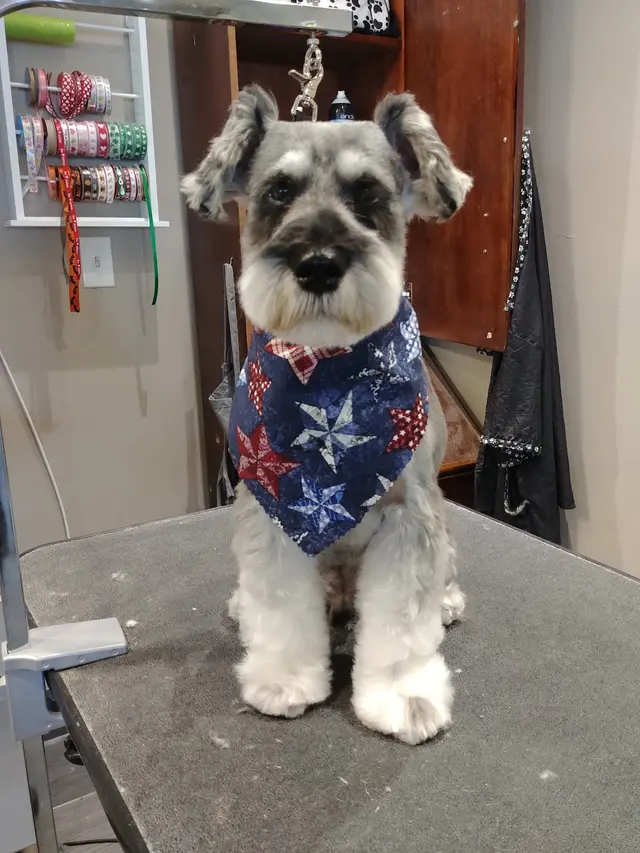 Pet Strands Grooming — photo from the business 12