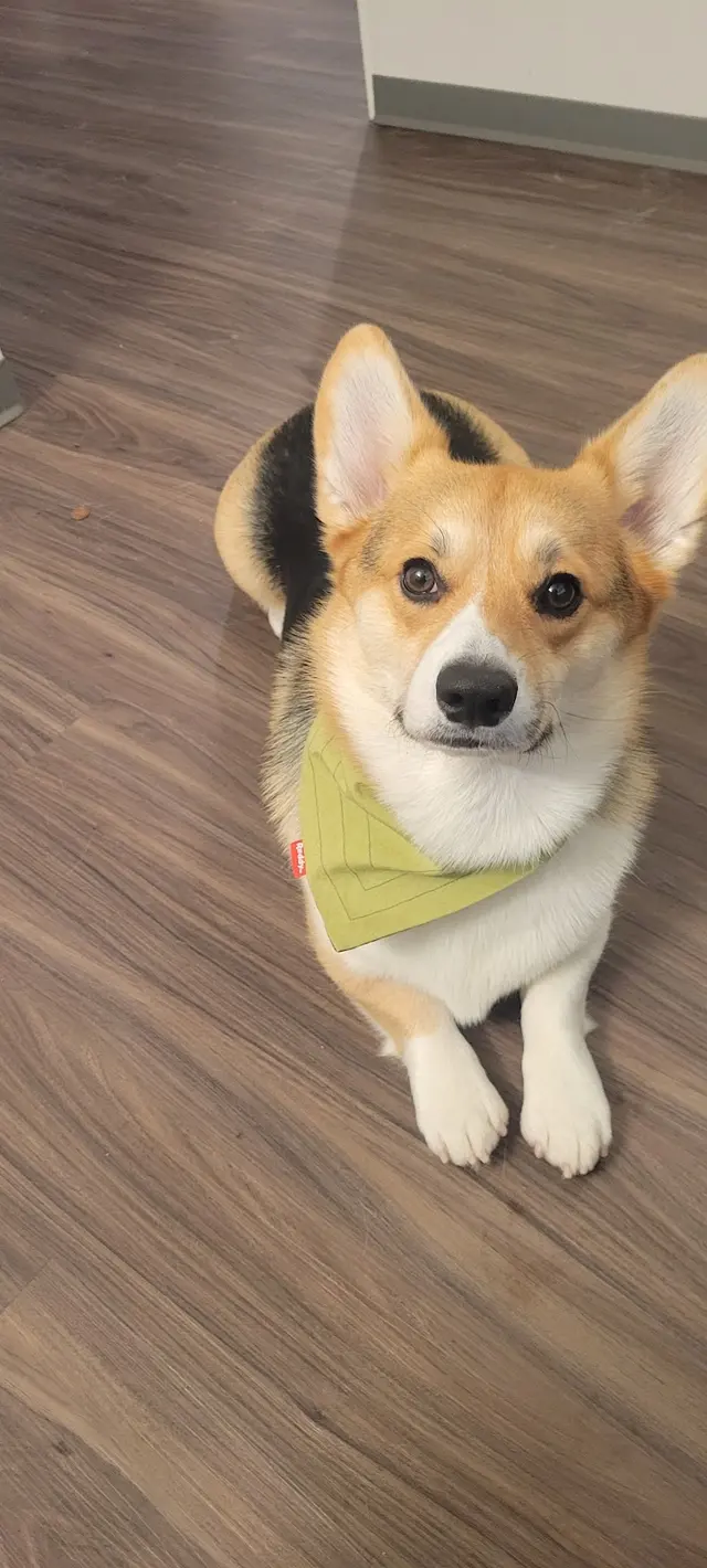 Pet Strands Grooming — customer photo 4
