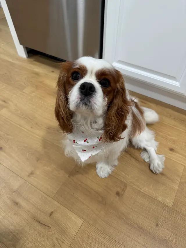 Customer photo of work by Pet Strands Grooming, from Jade Sherry's review