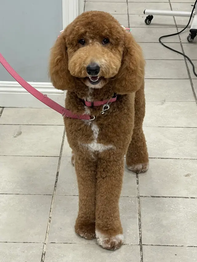 Pet Star Grooming (Bow & Meow) — photo from the business 12