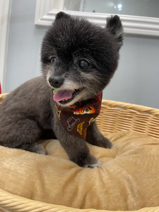 Pet Star Grooming (Bow & Meow) — photo from the business 6