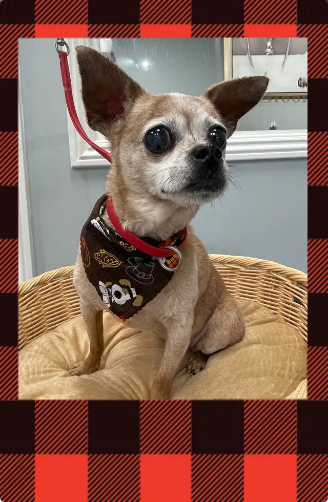 Pet Star Grooming (Bow & Meow) — photo from the business 9