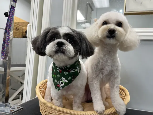 Pet Star Grooming (Bow & Meow) — photo from the business 1