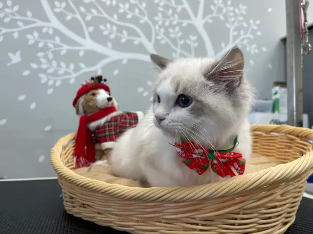 Pet Star Grooming (Bow & Meow) — photo from the business 4