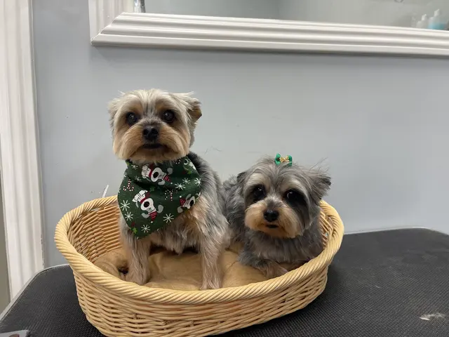 Pet Star Grooming (Bow & Meow) — photo from the business 8