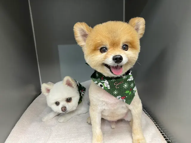 Pet Star Grooming (Bow & Meow) — photo from the business 3