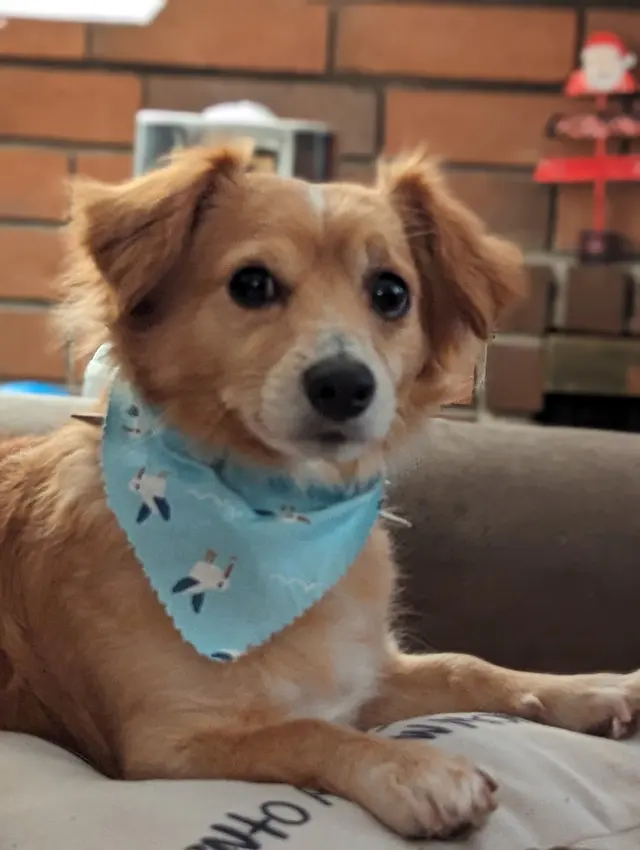 Muddy Paws Pet Grooming — customer photo 11