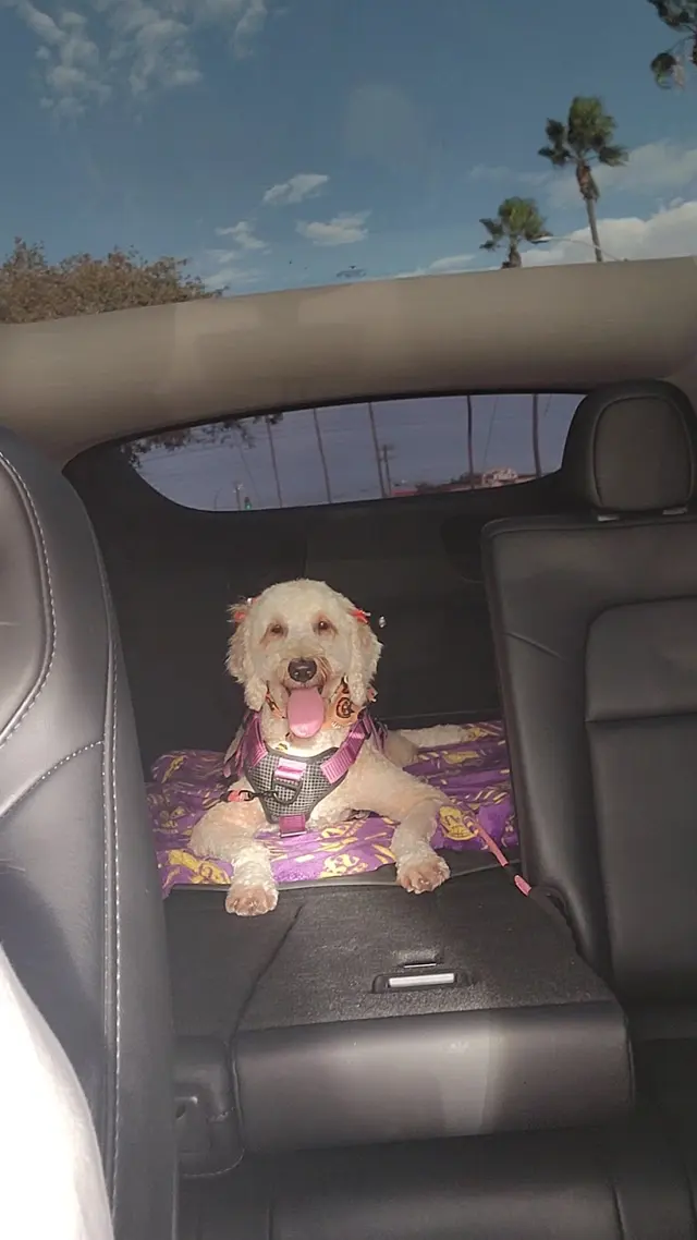 Customer photo of work by Muddy Paws Pet Grooming, from Rani Lou Arce's review