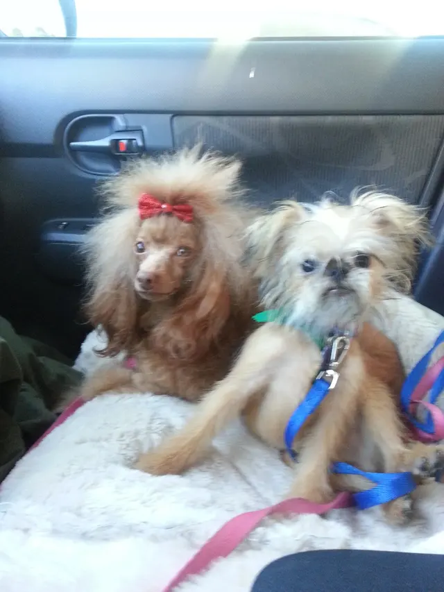 Customer photo of work by Muddy Paws Pet Grooming, from September Apple's review