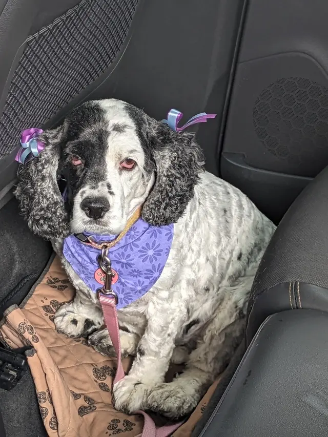 Muddy Paws Pet Grooming — customer photo 7