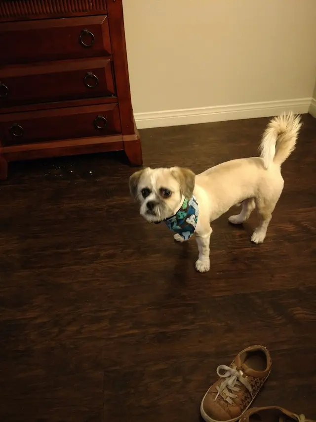 Muddy Paws Pet Grooming — customer photo 8