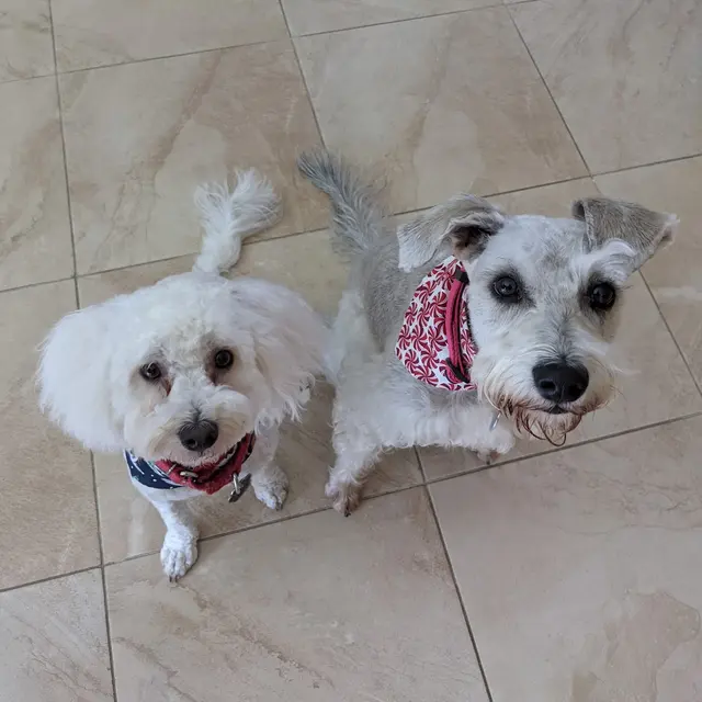 Muddy Paws Pet Grooming — customer photo 4