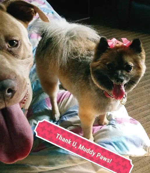 Muddy Paws Pet Grooming — customer photo 12