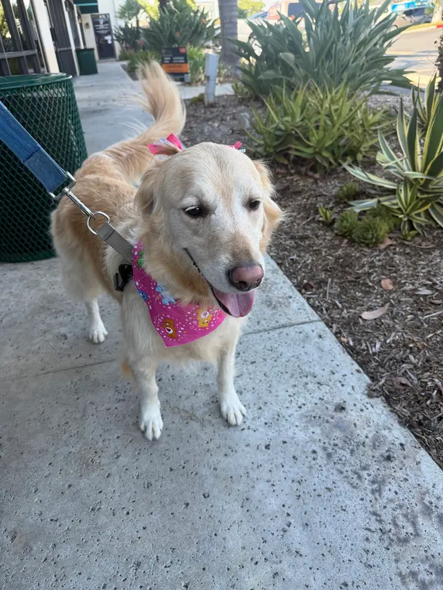 Muddy Paws Pet Grooming — customer photo 1