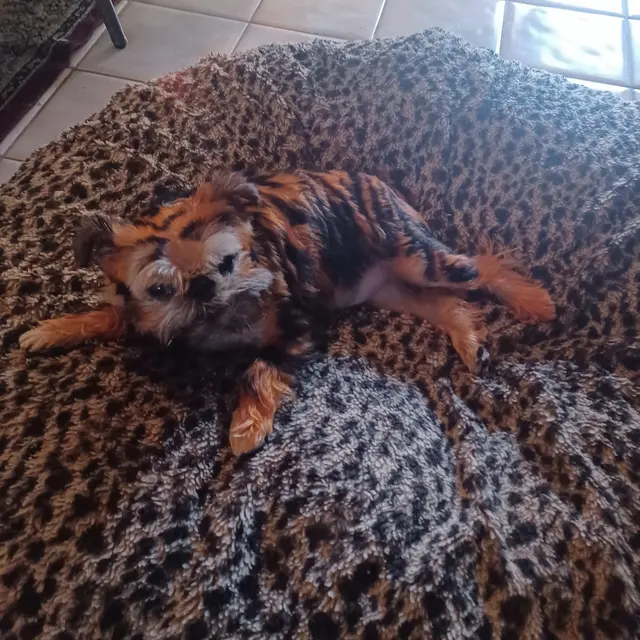Muddy Paws Pet Grooming — customer photo 6