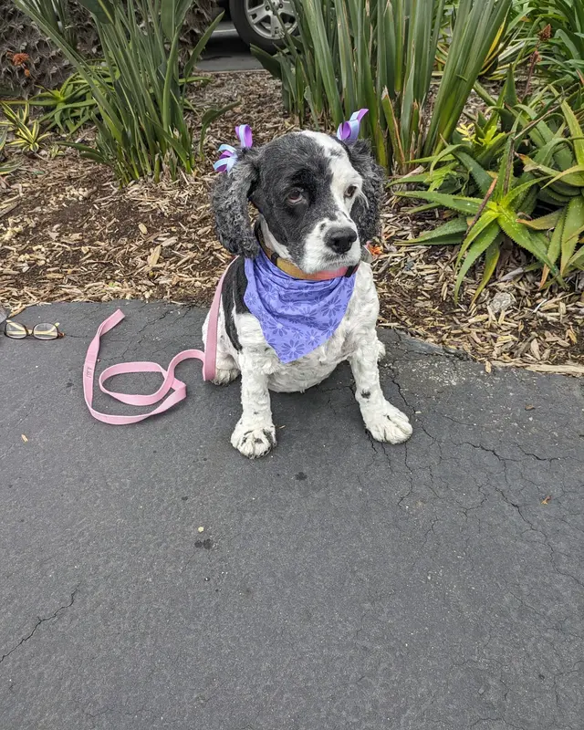 Muddy Paws Pet Grooming — customer photo 3
