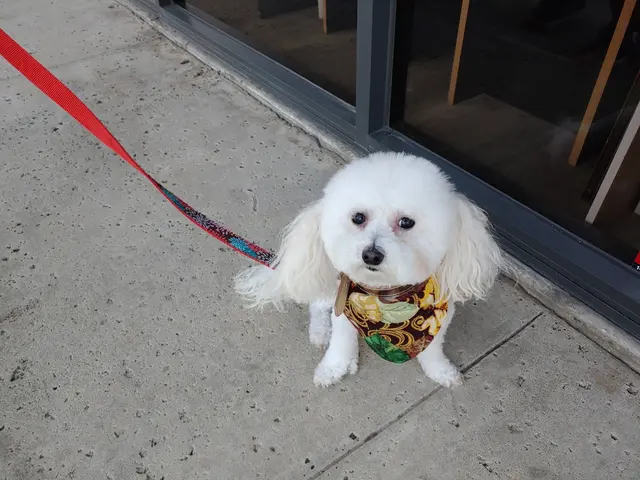 Muddy Paws Pet Grooming — customer photo 5