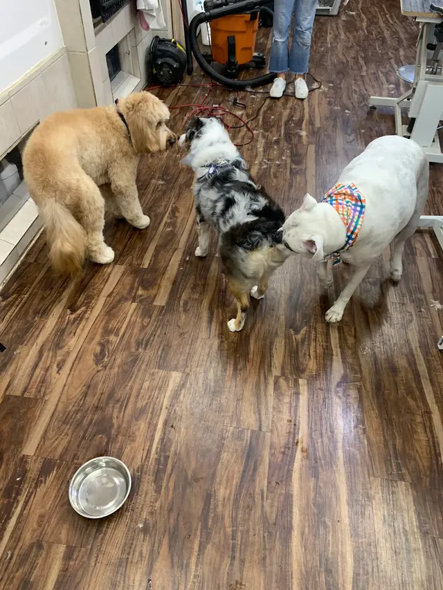 Oasis Pet Spa & Grooming — customer photo 8