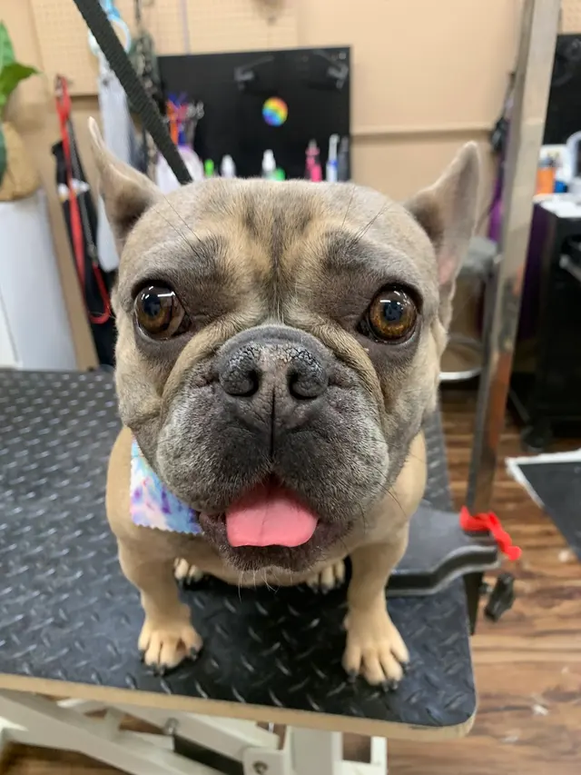 Oasis Pet Spa & Grooming — customer photo 12