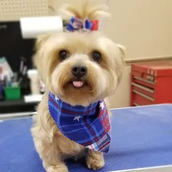 Oasis Pet Spa & Grooming — customer photo 6