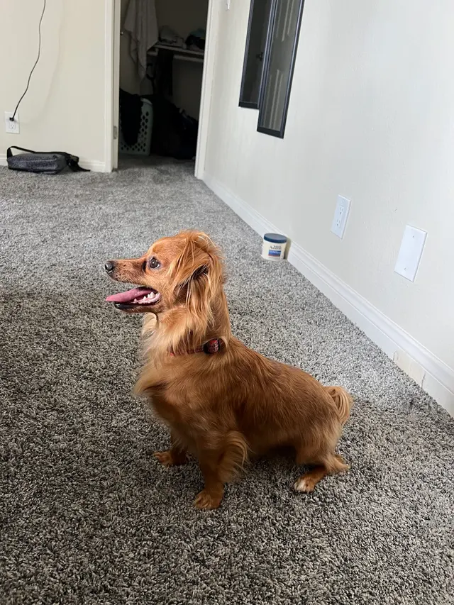 Oasis Pet Spa & Grooming — customer photo 10