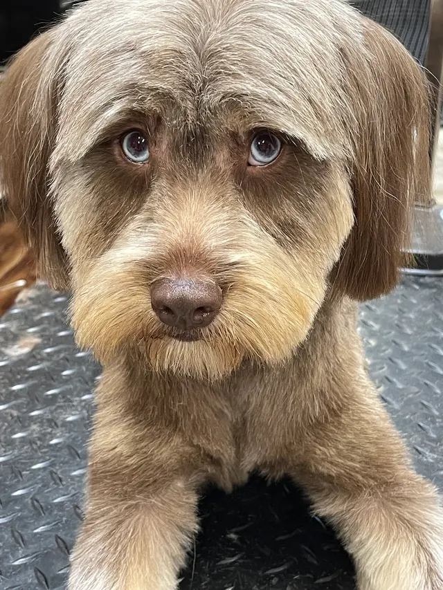 Oasis Pet Spa & Grooming — customer photo 9
