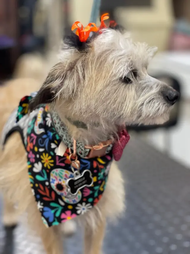 Oasis Pet Spa & Grooming — customer photo 5