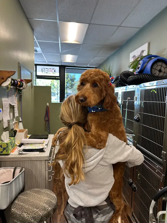 Oasis Pet Spa & Grooming — customer photo 11