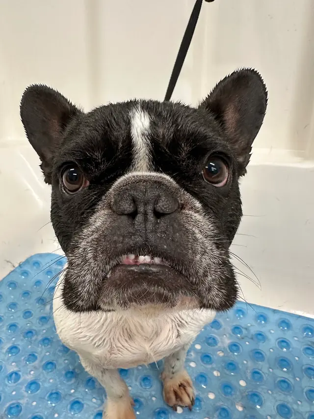 Oasis Pet Spa & Grooming — customer photo 7
