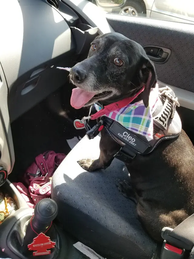 Customer photo of work by Oasis Pet Spa & Grooming, from Alyssa Viveros's review