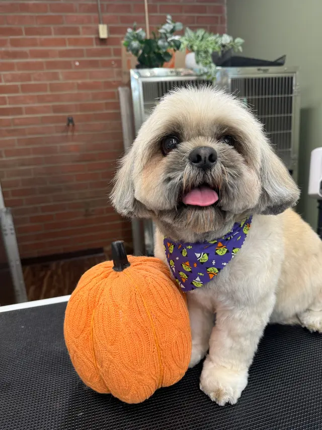 Oasis Pet Spa & Grooming — photo from the business 1