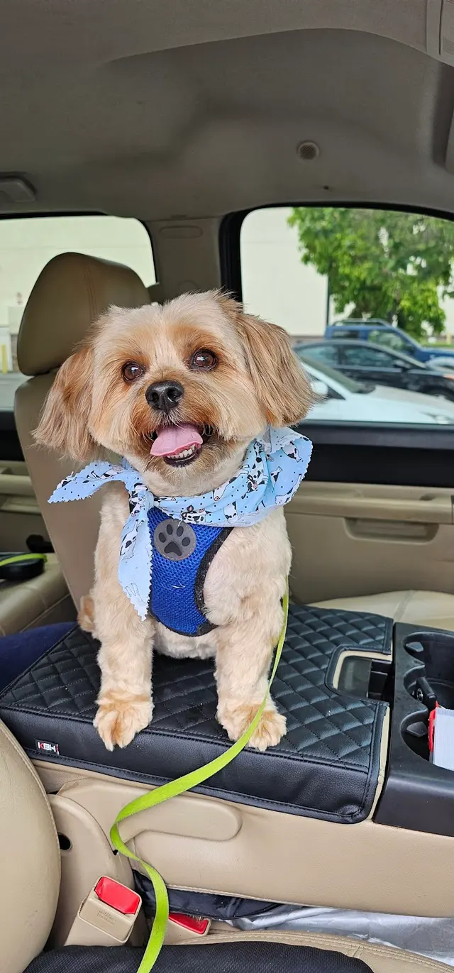 Oasis Pet Spa & Grooming — customer photo 4