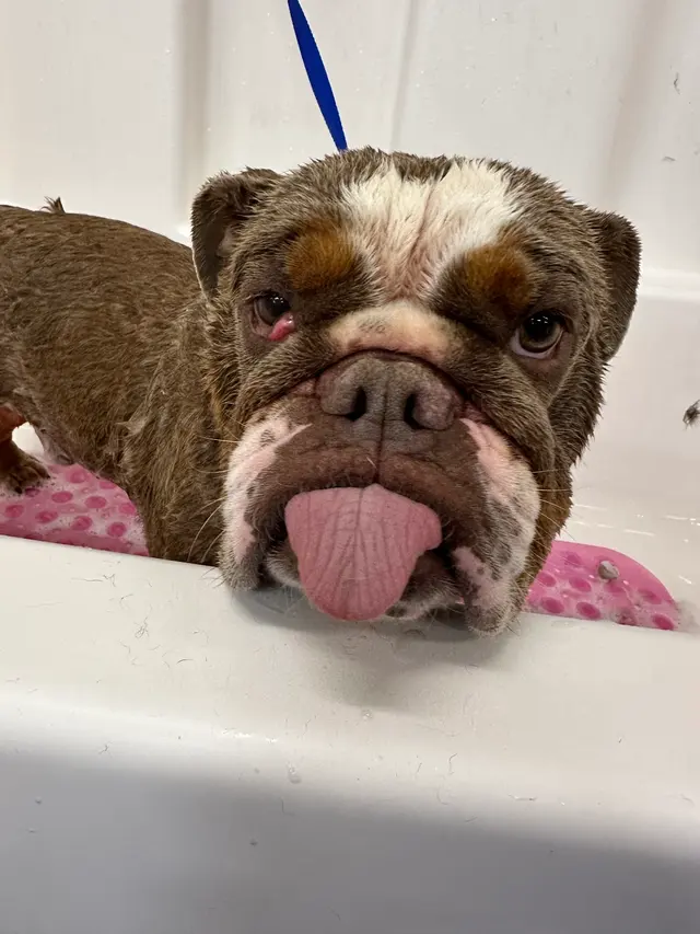 Oasis Pet Spa & Grooming — customer photo 3