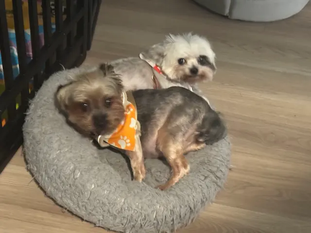 Customer photo of work by MVP Dog Grooming, from Christine Le's review